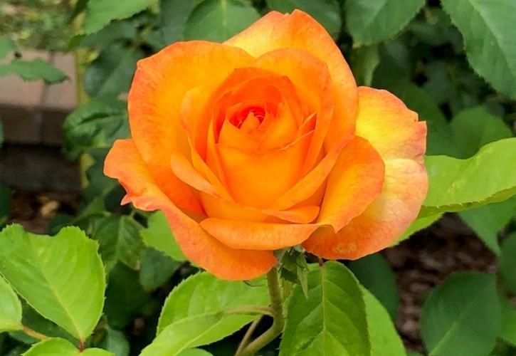 The Rose Garden at Washington Oaks Florida State Parks